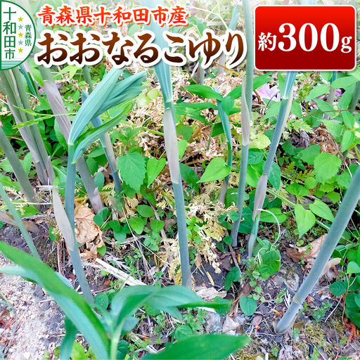 【2027年5月中旬発送・先行受付】山菜 おおなるこゆり 約300g 青森県十和田市産