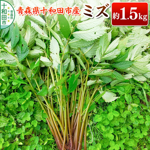 【2027年6月発送・先行受付】山菜 ミズ 約1.5kg 青森県十和田市産