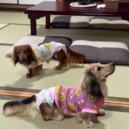 わんちゃんと泊まれる 一棟貸しの宿(2名1室 小型犬3頭までOK)