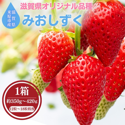滋賀県オリジナルいちご「みおしずく」※1月中旬より順次配送 いちご イチゴ 苺 果物 フルーツ 滋賀県 米原市