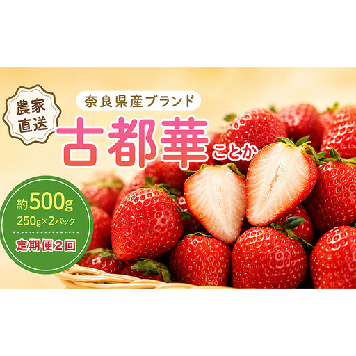 いちご 2回定期 古都華 約500g 250g×2パック 先行予約 高評価 冷蔵配送 フルーツ 果物 旬 産地直送 農家直送 完熟 旬の果物 お取り寄せ おやつ デザート ことか イチゴ 冷蔵 奈良県産 奈良 大和郡山市 BN001