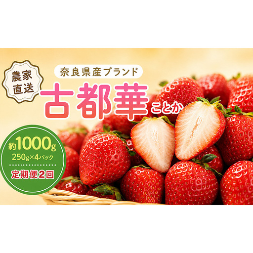 いちご 2回定期 古都華 約1000g 250g×4パック 先行予約 高評価 冷蔵配送 フルーツ 果物 旬 産地直送 農家直送 完熟 旬の果物 お取り寄せ おやつ デザート ことか イチゴ 冷蔵 奈良県産 奈良 大和郡山市 BN001