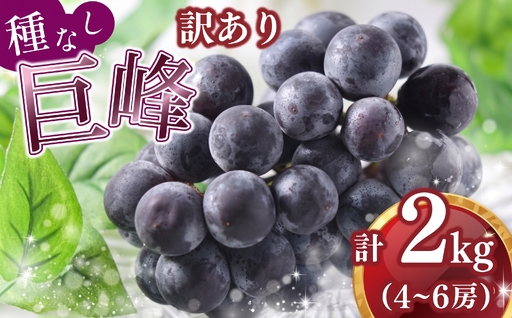  【 9月初旬以降順次発送 】訳あり 種なし 巨峰 ２kg 箱詰め ぶどう | ぶどう OHT003