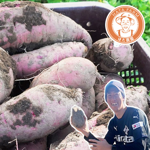 元Jリーガーが育てた! 熊本産 べにはるか 約3kg （ 10 ～ 12本 ） さつまいも サツマイモ イモ いも 芋 紅はるか スイートポテト 野菜 やさい 焼き芋 焼芋 焼きいも 熟成 国産 熊本県産 【 2026年11月下旬～2027年1月下旬発送予定 】