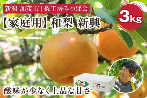 【2026年先行予約】【家庭用】新潟県産 和梨 新興 3kg（4〜7玉）《10月下旬～順次発送》しんこう 梨工房みつば会