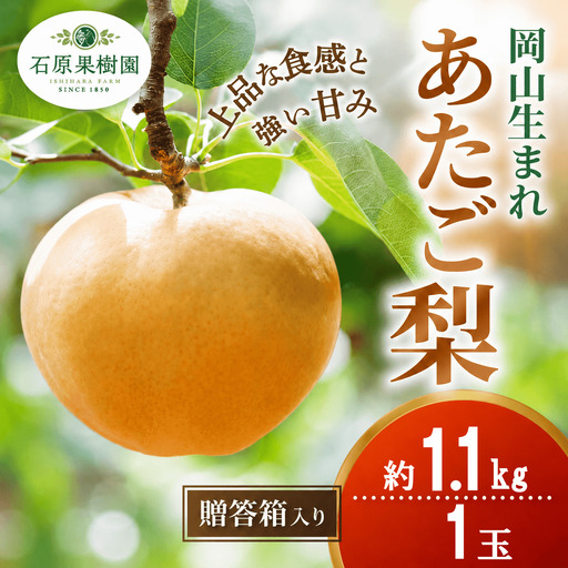 梨 あたご梨 1玉 贈答箱 約1.1kg 岡山県産 愛宕梨[ishk002-01]