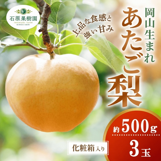 梨 あたご梨 約500g玉3玉 化粧贈答箱 岡山県産 愛宕梨[ishk005-01]