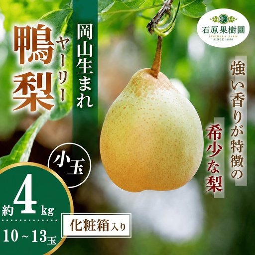 梨 ヤーリー梨 鴨梨 小玉11〜13玉 4kg 化粧贈答箱 岡山県産[ishk018-01]