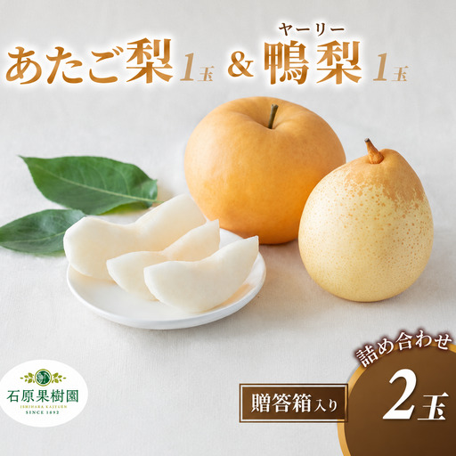 梨 詰め合わせ あたご梨1玉 ヤーリー梨1玉 計2玉 贈答箱 岡山県産 [ishk021-01]