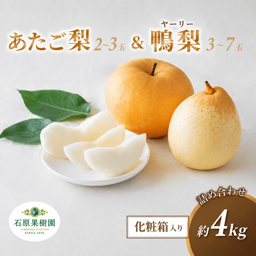 梨 詰め合わせ あたご梨2〜3玉 ヤーリー梨3〜7玉 計4kg 化粧贈答箱 岡山県産 [ishk024-01]