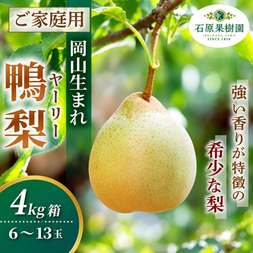 梨 家庭用 ヤーリー梨 4kg箱6〜13玉 岡山県産 鴨梨 ご自宅用[ishk038-01]