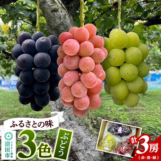 ぶどう ふるさとの味3色(赤・黒・緑)セット 計3房 群馬県 沼田市 やまいしぶどう園 群馬県ぶどう品評会群馬県知事賞受賞