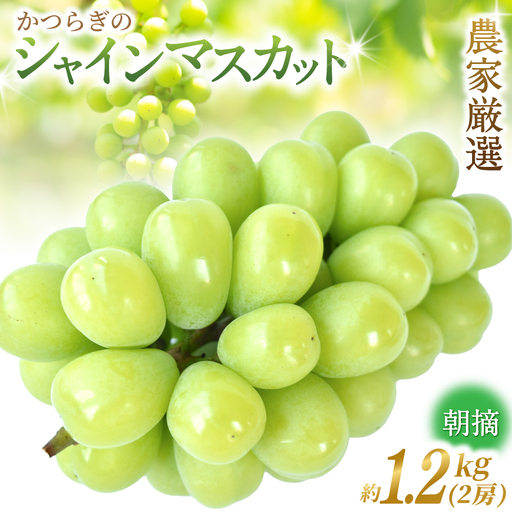 [先行予約]朝摘み シャインマスカット 秀品 2房(約1.2kg)こだわり農家厳選![2027年8月中旬から9月中旬順次発送予定]) | マスカット ぶどう ブドウ 和歌山 フルーツ 果物 くだもの[kgr035A]