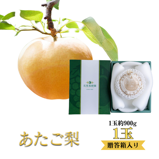 あたご梨 1玉 贈答箱 赤秀 約900g玉[先行予約 2026年11月中旬から順次発送]