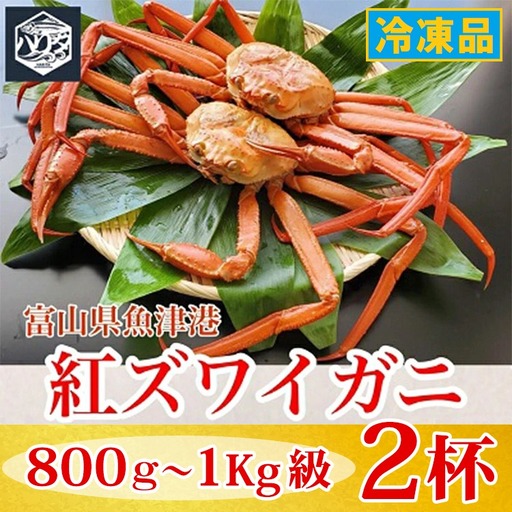 【冷凍】自社漁船直送！魚卸問屋の紅ズワイガニ 800g～1kg級×2ハイセット ※2026年9月～発送