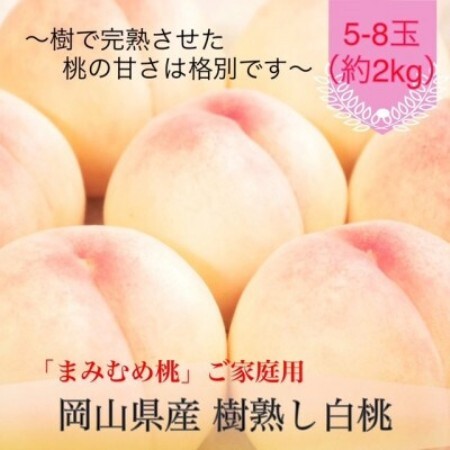 【2027年発送】岡山県産 樹熟し白桃『まみむめ桃』(ご家庭用) 化粧箱入り【配送不可地域：離島】【1779255】