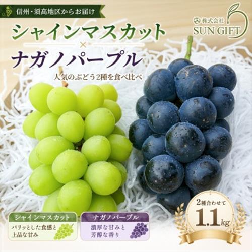 ナガノパープルとシャインマスカットのセット★2房〜3房入り 1.1kg[配送不可地域:離島・北海道・沖縄県]