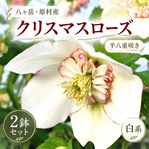 八ヶ岳・原村産　クリスマスローズ（半八重咲き）2鉢セット 【白系×白系】｜深山花園