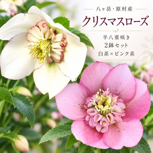 八ヶ岳・原村産　クリスマスローズ（半八重咲き）2鉢セット 【白系×ピンク系】｜深山花園
