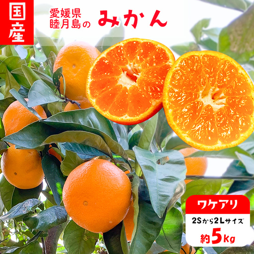 訳あり 家庭用 睦月島 の みかん 約5kg | わけあり みかん [2026年12月上旬頃から順次発送] 
