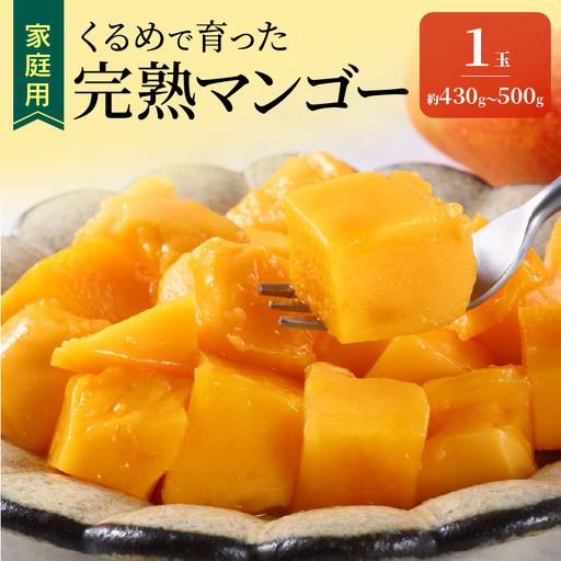 [2027年7月以降お届け][家庭用]くるめで育った完熟マンゴー(1玉:約430〜500g) 〔Fm009-01〕