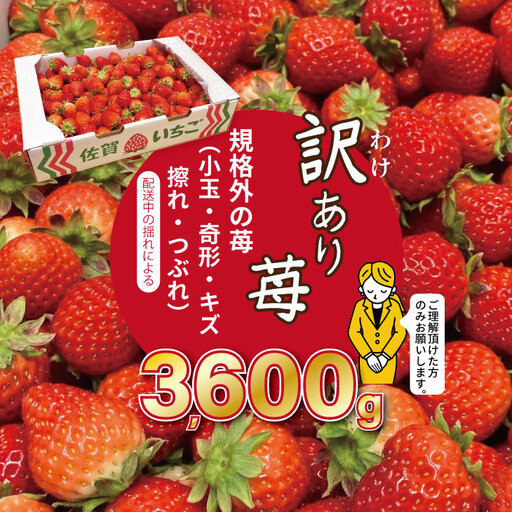 【先行予約】令和9年2月上旬頃出荷開始 訳あり苺（3.600g）ふるかわ農園 大量 段ボール入り イチゴ いちごさん 苺 訳あり C220-014