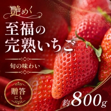 【先行予約 2027年1月中旬以降発送】旬の品種を厳選 至福の完熟いちご 約800g 化粧箱入り【配送不可地域：離島・沖縄県】【1778752】