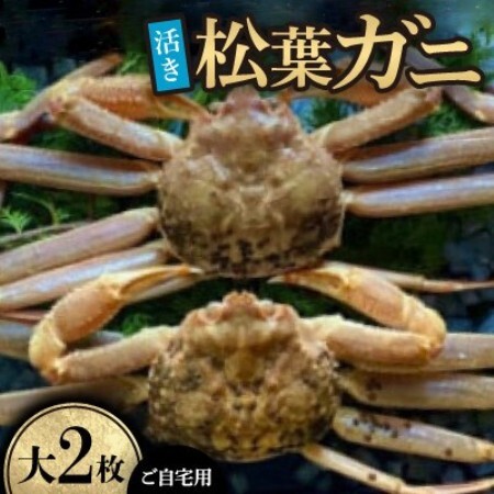 【先行予約】【活き】ご自宅用　松葉ガニ　大　2枚(1枚800～940g前後)※11月中旬から順次発送【配送不可地域：離島・北海道・沖縄県】【1763341】