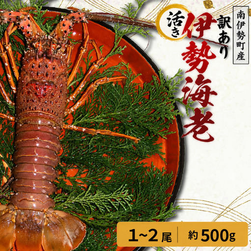 [訳あり] 活き 伊勢海老 1〜2尾 計 約500g (冷蔵)