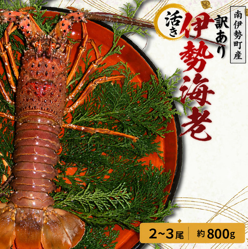 [伊勢海老] 訳あり 活き 伊勢海老 2〜3尾 計 約800g (冷蔵)
