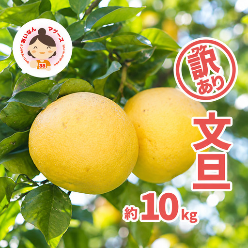 【先行予約：2027年2月中旬～発送】 訳あり 文旦 10kg （Mサイズ以上 サイズミックス） 10000円 ぶんたん みかん家庭用 産地直送 国産 農家直送 減農薬 糖度 期間限定 数量限定 特産品 果実 果肉 フルーツ 果物 柑橘 先行 事前 予約 受付 サイズ ミックス あいなんマザーズ 愛南町 愛媛県