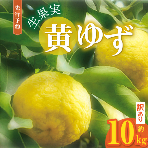 訳あり 黄ゆず生果実　約10kg _MM0208