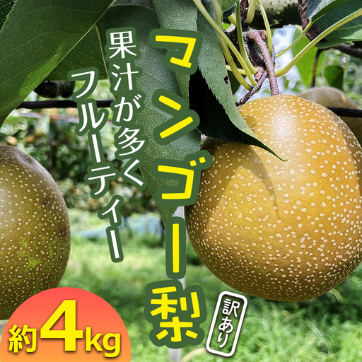 FKP9-723 【訳あり】マンゴー梨（王秋梨） 約4kg なし ナシ 梨 デザート フルーツ 果物 くだもの 果実 食品
