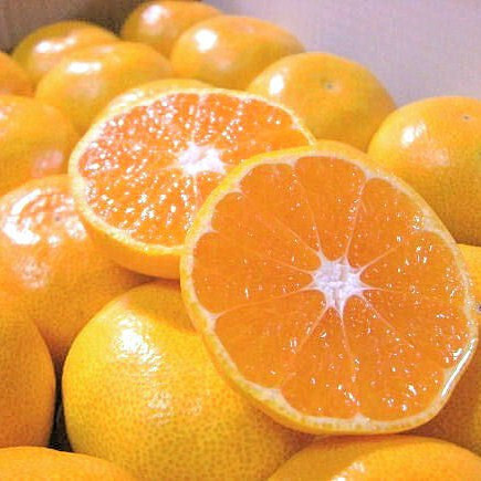 こだわり味自慢 温州みかん 約2.5kg S〜Lサイズ 濃厚な味のとろける美味しさ