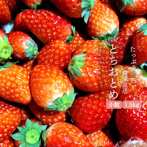いちご専門農家直送！朝摘み収穫したて小粒完熟とちおとめ1.5kg（1kg＋500g） 20260709～