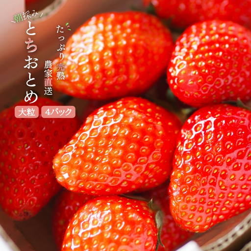 【2027年1月より発送】いちご専門農家直送！朝摘み収穫したての完熟とちおとめ4パック1箱