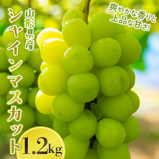 FYN6-637 山形県産 大粒ぶどう シャインマスカット 1.2kg(2~3房) 種無し 葡萄 ぶどう ブドウ マスカット 果物 くだもの フルーツ 贈答 贈り物 ギフト プレゼント 自宅 家庭 山形県 西川町 月山