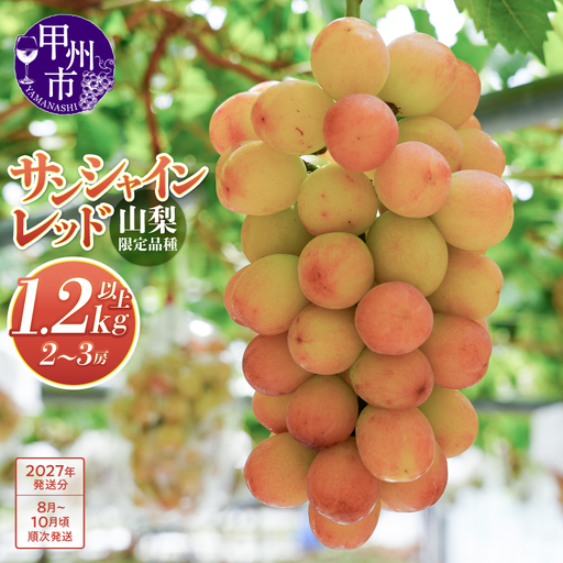 クール配送 山梨県限定品種 サンシャインレッド 合計1.2kg以上【2027年発送】（MS）D-127 ぶどう フルーツ