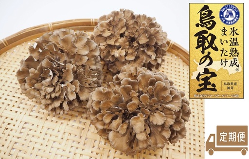 定期便 鳥取の宝 舞茸 3株 セット 大満足 氷温熟成 | 105MZ まいたけ きのこ キノコ 産地直送