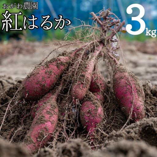 産地直送 紅はるか 3kg さつまいも サツマイモ 芋 | 110MZ