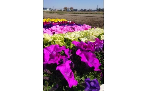 010-019　花だん苗詰め合わせYSKAU002