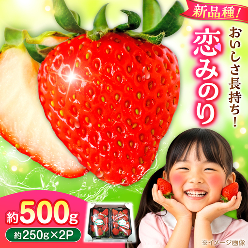【先行予約】【2027年3月中旬より順次発送】いちご 恋みのり 百花園ファーム 約500g（約250g×2P） お試し用 11粒から14粒/P 2Lサイズ 【株式会社合志百花園ファーム】[AYDW001]