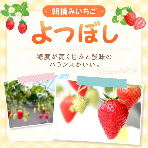 [2027年1月〜2027年4月発送予定][自宅用]朝摘みいちご よつぼし 500g[ふるさと納税3.0][117E-007-2027]