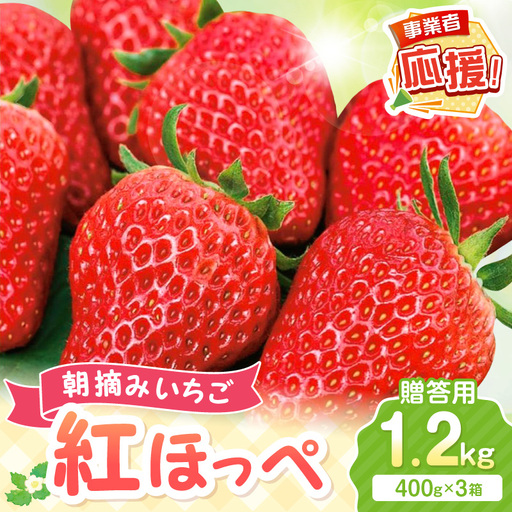 【2027年1月～2027年4月発送予定】【贈答用】朝摘みいちご 紅ほっぺ  1.2kg【ふるさと納税3.0】【117D-010-2027】