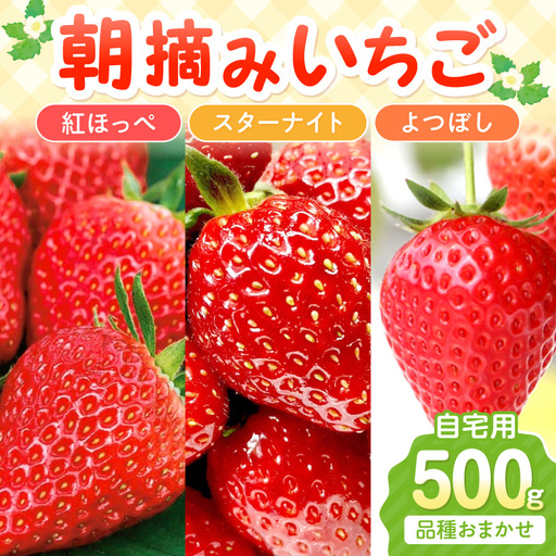 [2027年1月〜2027年4月発送予定][自宅用]朝摘みいちごお楽しみパック 品種おまかせ 500g 紅ほっぺ スターナイト よつぼし[ふるさと納税3.0][117E-009-2027]