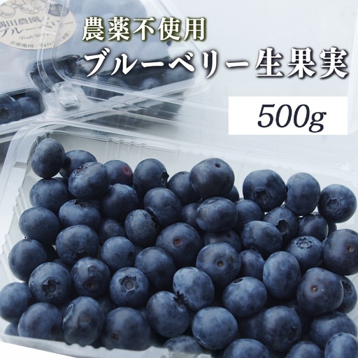 朝摘みブルーベリー 生果実 500g ベリー