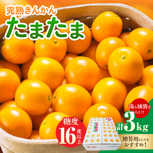 糖度16度以上 完熟 きんかん たまたま 計3kg以上 傷み補償分入り_DC39-26