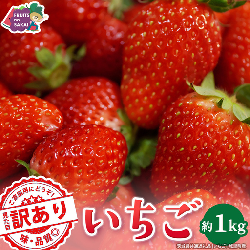 ＜ 訳あり ＞いちご 約1kg【2027年1月から発送開始】（茨城県共通返礼品 [いちご]：城里町産）いちご イチゴ 苺 訳あり 不揃い 家庭用 大容量 お得 ふるさと納税