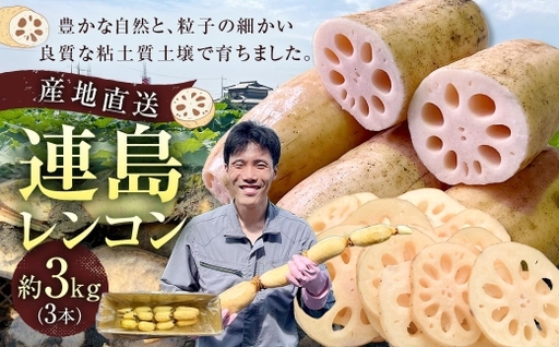 連島レンコン 約3kg （ 3本 ） レンコン れんこん 蓮根 野菜 やさい 根菜 国産 岡山県産 ビタミンC 食物繊維 【 2026年9月上旬から2027年5月下旬迄発送予定 】