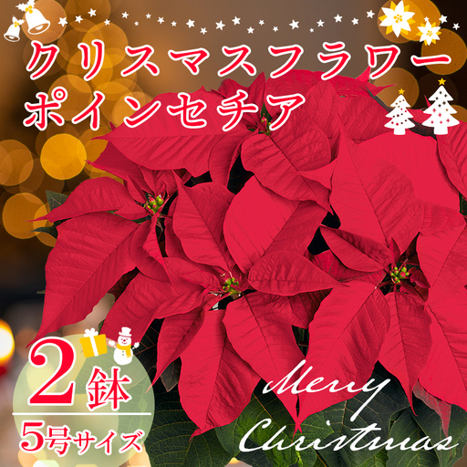 [先行受付]年末を華やかに彩る クリスマスフラワー ポインセチア 2鉢セット 5号サイズ 11月中旬頃からお届け! [贈り物 ギフト 贈答 フラワーセット お花 観葉植物 パーティ 飾り ワンストップオンライン] TF0920-P00024 [TF920]